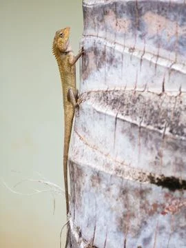 Thai chameleon Foto stock