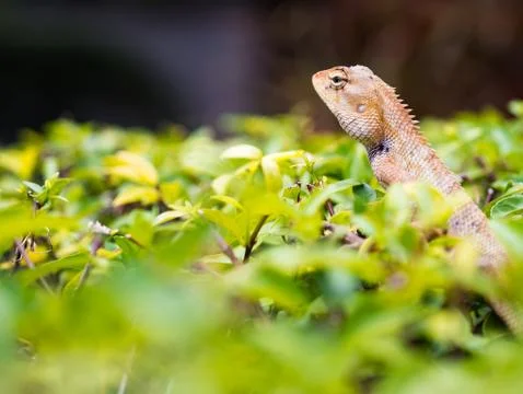 Thai chameleon Stock Photos