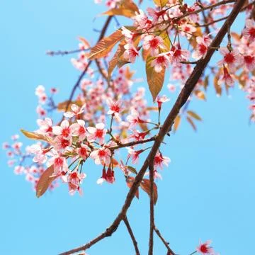 Thai cherry blossom Foto stock