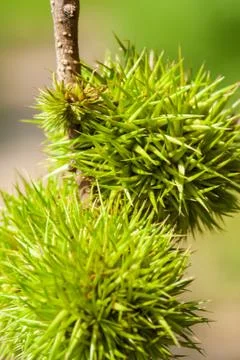 Thai chestnut raw Stock Photos
