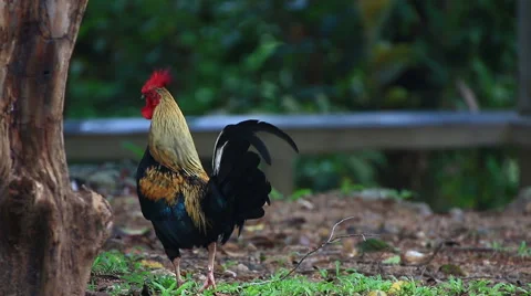 Thai Chicken in the nature. Stock Footage 64067214