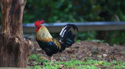 Thai Chicken in the nature. Stock Footage 64067257