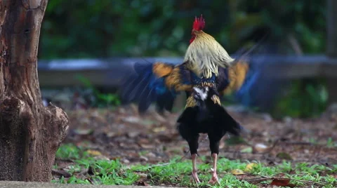 Thai Chicken in the nature. Stock Footage 64068674