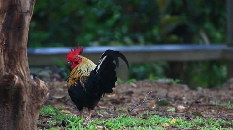 Thai Chicken in the nature. Stock Footage 64069318
