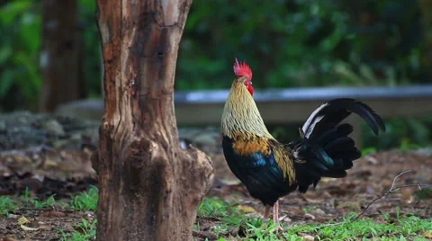 Thai Chicken in the nature. Stock Footage 64071002