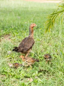 Thai chicken. Stock Photos