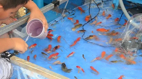 Thai children playing goldfish scooping game Video stock 66041473