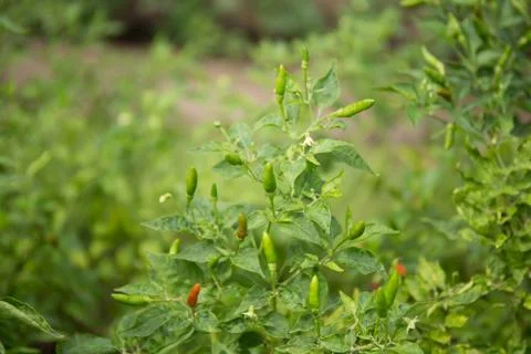 Thai Chilli in garden. Photos