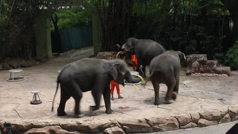 Thai Circus Elephant Act performs at Bangkok's Safari World Video stock 129811052
