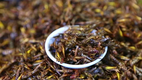 Thai Cooked Bugs Insects Stock Footage 157031968