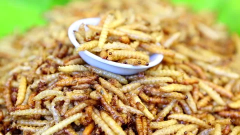 Thai Cooked Bugs Insects Stock Footage 157031969