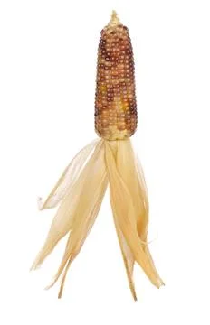 Thai corn isolated on white background Stock Photos