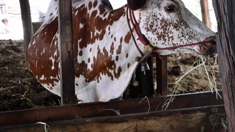 Thai cow is chewing and eating straw and grass Stock Footage 152761153