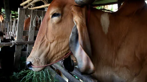 Thai cow 스톡 동영상 24897732