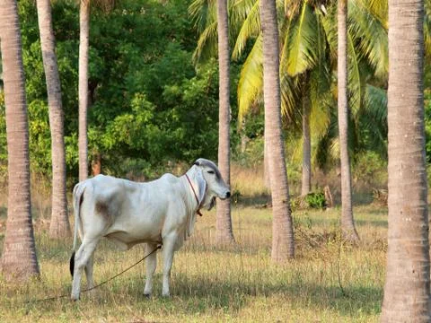Thai cow Stock Photos
