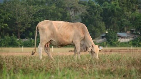 Thai cows are eating grass in the field in a countryside of Thailand Stock Footage 263205976