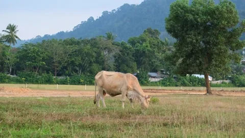 Thai cows are eating grass in the field in a countryside of Thailand Stock Footage 263206014