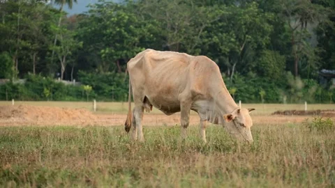 Thai cows are eating grass in the field in a countryside of Thailand Stock Footage 263206022