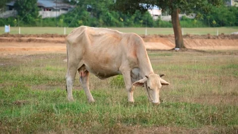 Thai cows are eating grass in the field in a countryside of Thailand Stock Footage 263206036