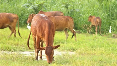 Thai cows eating grass in the field,  out door Chiangmai Thailand Stock-Footage 162106067