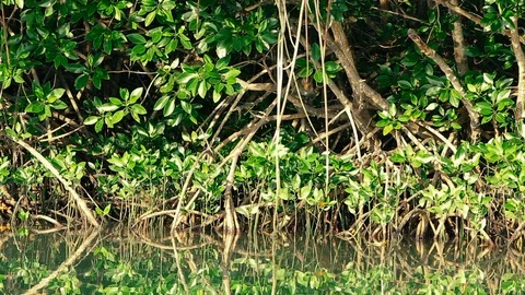 Thai crabeater macaque sits deep in the mangroves. Video stock 106769815