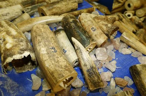 Thai Customs seize African elephant tusks at Bangkok's airport, Thailand - 07 Ma Stock Photos