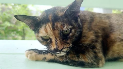Thai cute cat is a animal type mammal and pet Stock Footage 304730405