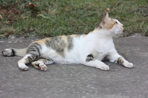 Thai Cute Cat Stock Photos