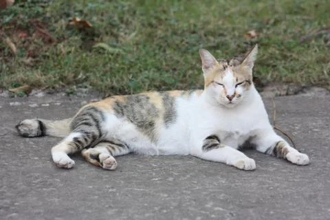 Thai Cute Cat Stock Photos