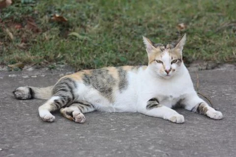 Thai Cute Cat Stock Photos