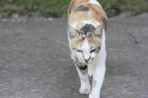 Thai Cute Cat Stock Photos
