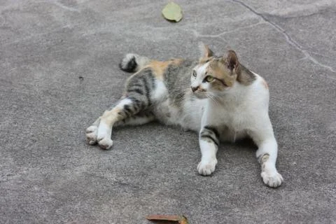 Thai Cute Cat Stock Photos