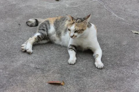 Thai Cute Cat Stock Photos