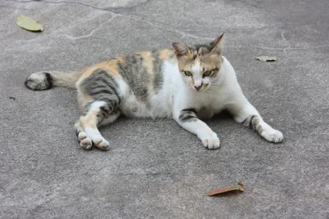 Thai Cute Cat Stock Photos