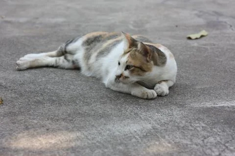 Thai Cute Cat Stock Photos