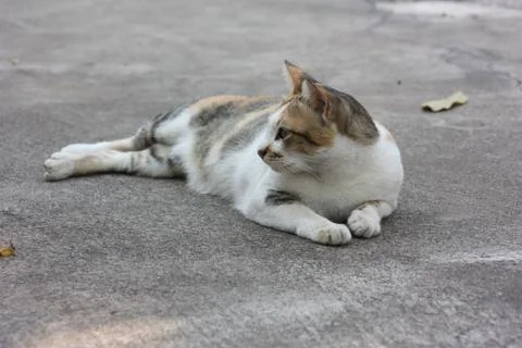 Thai Cute Cat Stock Photos