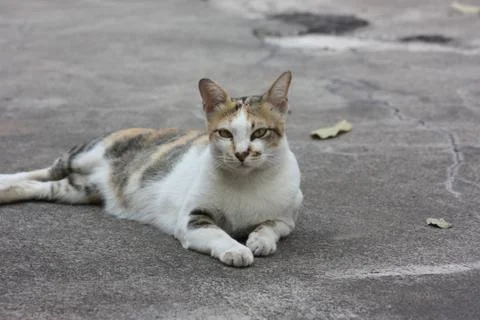 Thai Cute Cat Stock Photos