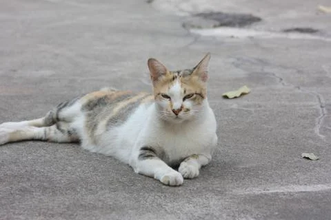 Thai Cute Cat Stock Photos