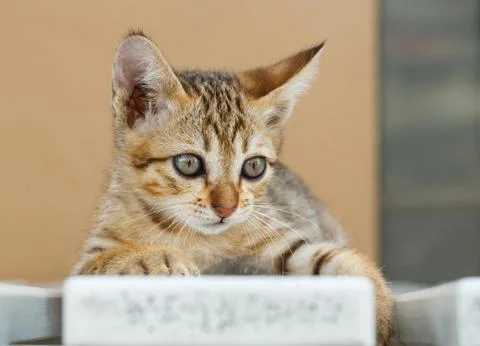 Thai cute kitten Stock Photos