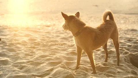 Thai dog on the beach Stock Footage 126074022