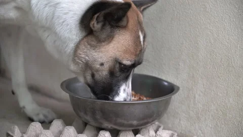Thai dog eats food. Stock Footage 157749036
