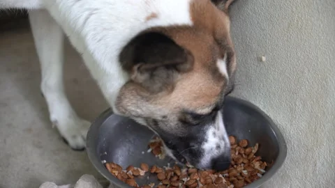 Thai dog eats food. Stock Footage 157749086