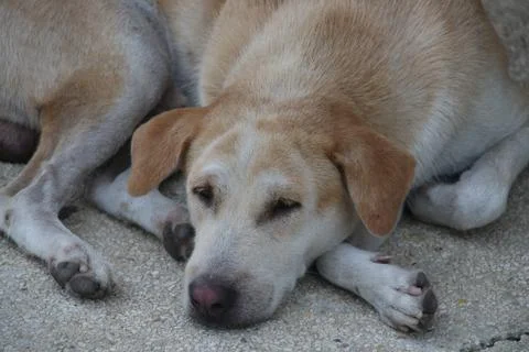 Thai dog lying down on cement. Foto stock