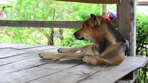 Thai dog in nature Stock Footage 77673274
