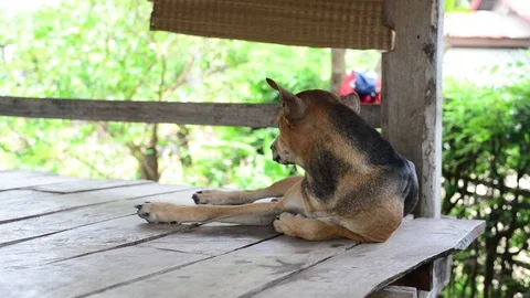 Thai dog in nature Stock Footage 77673423