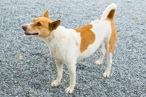 Thai dog Stock Photos