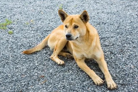 Thai dog Stock Photos