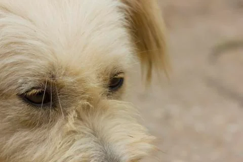 Thai dog Stock Photos