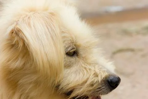 Thai dog Stock Photos