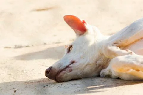 Thai dog Foto stock